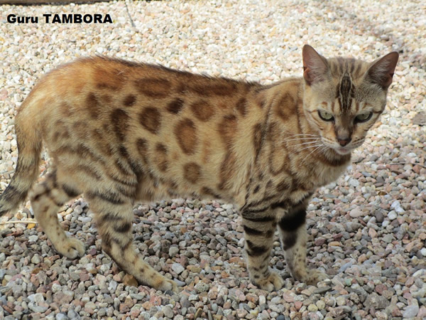 chatte bengal adulte